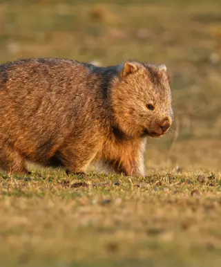 Beobachte Tiere auf Maria Island